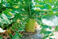 上海萝卜98元一根,上海秋天白萝卜种植时间？