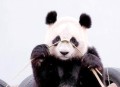 大熊猫高高去世,熊猫高高现在还活着吗？