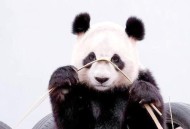 大熊猫高高去世,熊猫高高现在还活着吗？