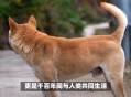 史上最严养犬新规,农村养狗条例管理条例2020？
