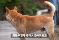史上最严养犬新规,农村养狗条例管理条例2020？