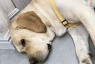 狗练1个月开车上路,狗练1个月开车上路有影响吗