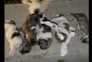 流浪狗基地现狗吃狗,流浪狗吃小狗