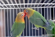 鹦鹉被顾客狗咬死 ,鹦鹉被顾客狗咬死了