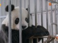 大熊猫高高去世,大熊猫高高怎么回来的？