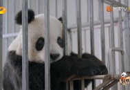 大熊猫高高去世,大熊猫高高怎么回来的？