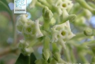 糖胶树开花气味不同,糖胶树的气味怎么形容？