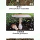 一家6口吃蘑菇中毒,一家六口吃蘑菇中毒