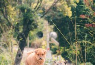 宠物鼠被带上高铁,宠物鼠被带上高铁会怎么样