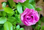 冷美人获38000奖励,什么叫冷美人？