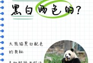 日本想继续养大熊猫,请问咱中国送给小日本的两个熊猫分别叫什么？