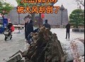 男子台风天被树砸伤,大树被风刮倒砸别人房子了怎么办？