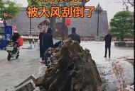 男子台风天被树砸伤,大树被风刮倒砸别人房子了怎么办？