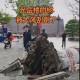 男子台风天被树砸伤,大树被风刮倒砸别人房子了怎么办?