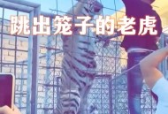 带娃坐索道被停半空,老虎吊在半空中滑下去打一个成语？