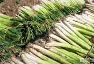 飙英语卖大葱火出圈,卖大葱的顺口溜说唱