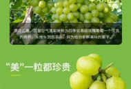 阳光玫瑰变阳光没贵,阳光玫瑰葡萄和香印是一样的吗？