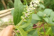 误把毒商陆当人参吃,误食商陆怎么解毒