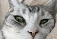 古人养猫要先签合同,房客养猫但合同里没写怎么办？