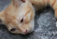 老师当学生面踩死猫,一只可爱的小猫，被一个穿着高跟鞋的女人用鞋跟踩死了猫，并把他拍下来放在网上，后来网友们据人肉搜索把这个女人和拍这段视频的男士找到了，他们应该承担责任吗？