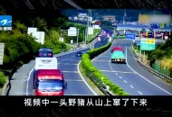 撞死闯国道野猪全责,野猪撞汽车全责咋赔？