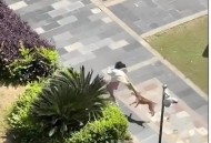 乘电梯被狗扑咬出血,我家狗狗前脚被电梯夹了一下，脚指被夹破了，指甲还有部分在肉上，能？