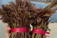 网红菜是云南绿化带,绿化带的青绪菜能吃吗？