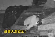 保姆电梯内摔死小狗,保姆电梯内摔死小狗了