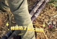 可偷甘蔗地已收6千,偷甘蔗犯法吗 可偷甘蔗地已收6千,偷甘蔗犯法吗