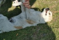 宿管摔死学生小猫,宿管扔狗后续