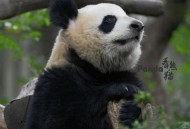 大熊猫高高去世,熊猫高高走了一年路上吃什么？