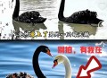 天鹅被误认为大蛤蟆,