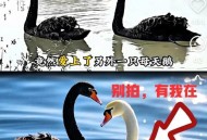 天鹅被误认为大蛤蟆,