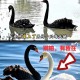 天鹅被误认为大蛤蟆,