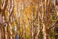 南京放飞3千羽和平鸽,南京为什么叫国际和平城市？