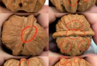 盘了4年的核桃发芽了,文玩核桃发芽是为什么？