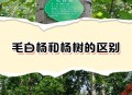 农户杨树被禁止砍伐,杨树砍伐需要砍伐证吗？