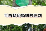 农户杨树被禁止砍伐,杨树砍伐需要砍伐证吗？