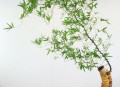 菲要与华合作管控,菲黄竹盆景的养殖方法? 菲要与华合作管控,菲黄竹盆景的养殖方法?