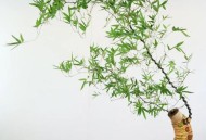 菲要与华合作管控,菲黄竹盆景的养殖方法? 菲要与华合作管控,菲黄竹盆景的养殖方法?
