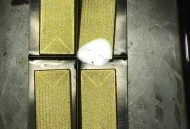 内衣搜出8公斤黄金,楼上吵架把内衣和黄金链子丟下我一楼院子的树上不要了,该怎么办? 内衣搜出8公斤黄金,楼上吵架把内衣和黄金链子丟下我一楼院子的树上不要了,该怎么办?