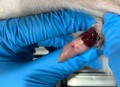 男童被犬只撕咬下体,如何看待主人猝死被狗啃尸，下体内脏脑浆被狗分食？