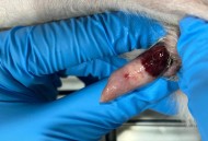 男童被犬只撕咬下体,如何看待主人猝死被狗啃尸，下体内脏脑浆被狗分食？