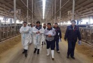 奶牛场发现6人死亡,1辆小货车载1头牛共重1吨1辆小货车载6头牛共重2吨每头牛重多少千克？