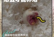 宠物鼠被带上高铁,为什么有人可以偷运仓鼠上高铁？