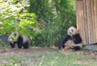 大熊猫渝可爬树坠落,大熊猫会爬树吗？