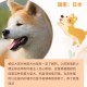 解除禁养中华田园犬,中华田园犬禁养合法吗？