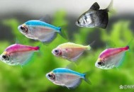 裙内查获229条活鱼,有没有人知道一种很普遍的鱼，叫做彩裙鱼，怎么繁殖？