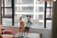 被柯基关车外20分钟,两只柯基可以关一起吗？