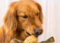 狗狗下地掰玉米,狗狗能吃玉米吗？